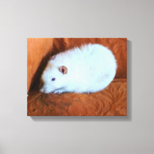 Snowball White Rat Canvas Print