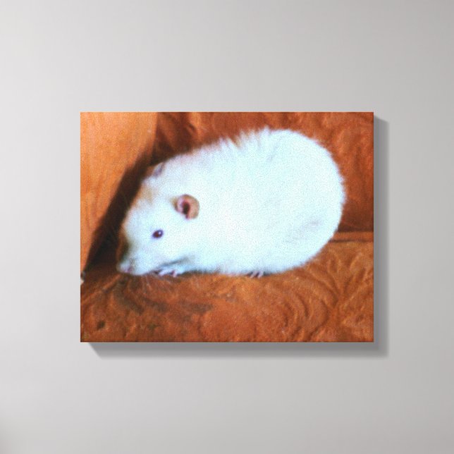 Snowball White Rat Canvas Print (Front)