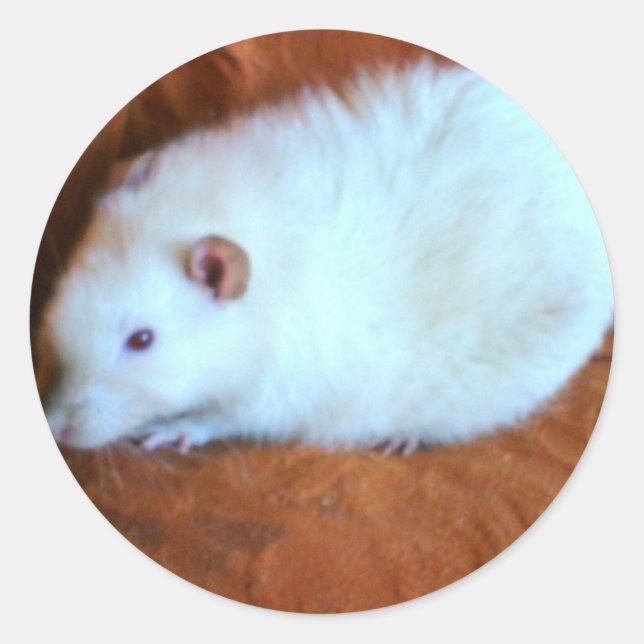 Snowball White Rat Sticker (Front)