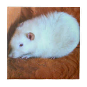 Snowball White Rat Tile