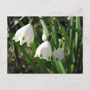 Snowbells Postcard