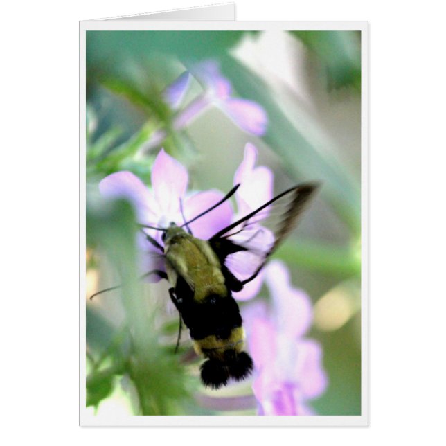 Snowberry Clearwing Hummingbird Moth (Front)