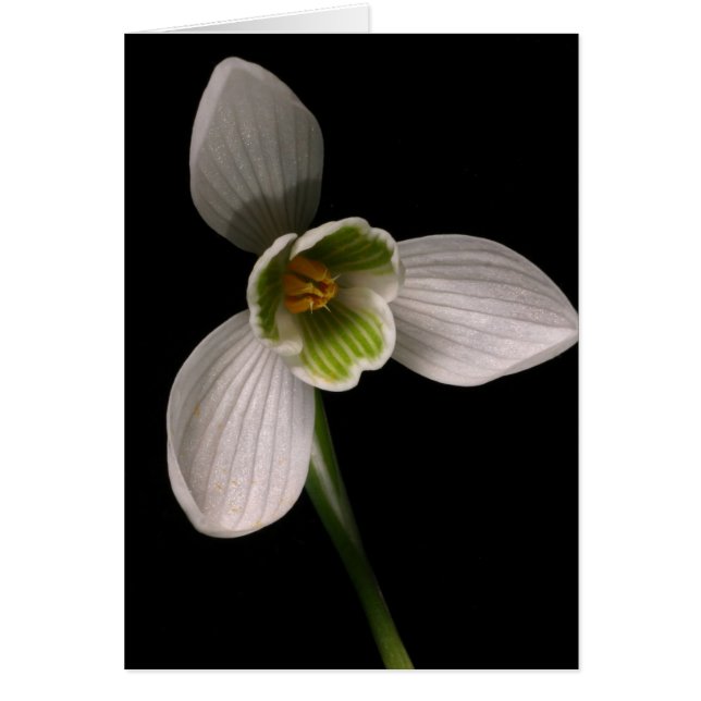 snowdrop (Front)