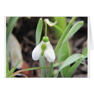 Snowdrop - Birth Flower - January