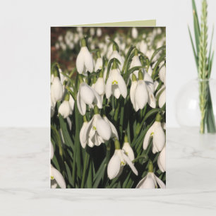 Snowdrop Card