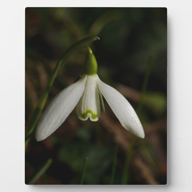 Snowdrop Flower Plaque (Front)
