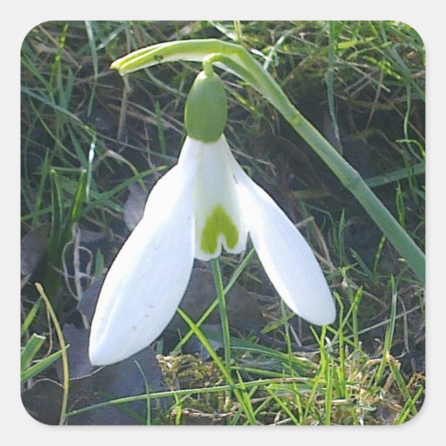 Snowdrop Flower Sticker (Front)