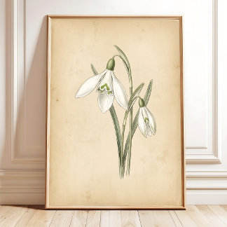 Snowdrop Flower Vintage Illustration Art Poster