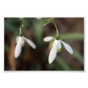 Snowdrop Flowers Photo Print