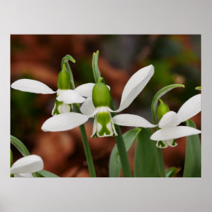 Snowdrop Flowers Poster