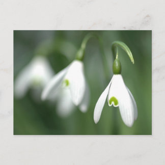 snowdrop, from the flower gift collection postcard