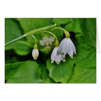 Snowdrop Gift Card