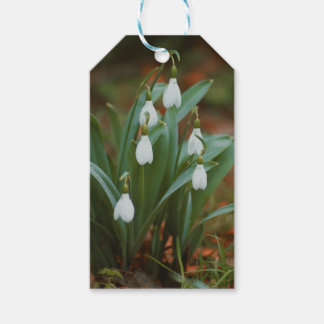 snowdrop gift tags