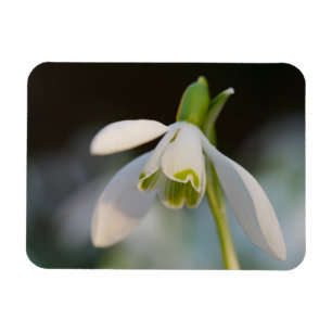 Snowdrop Magnet