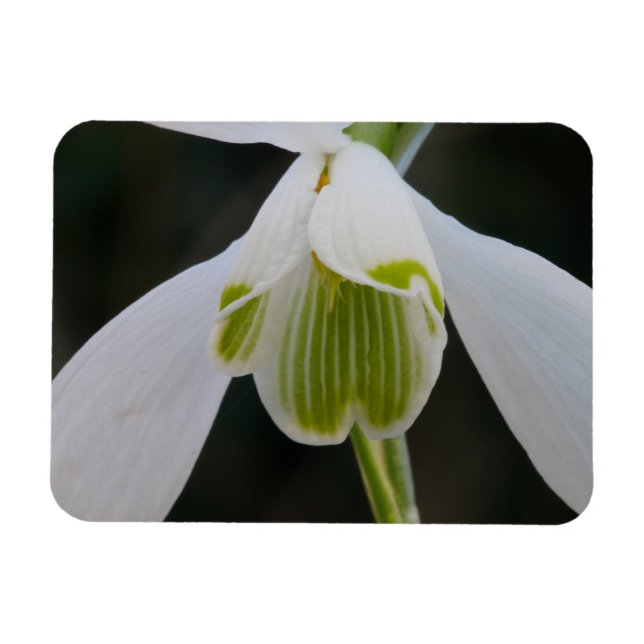 Snowdrop Magnet (Horizontal)