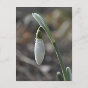Snowdrop postcard