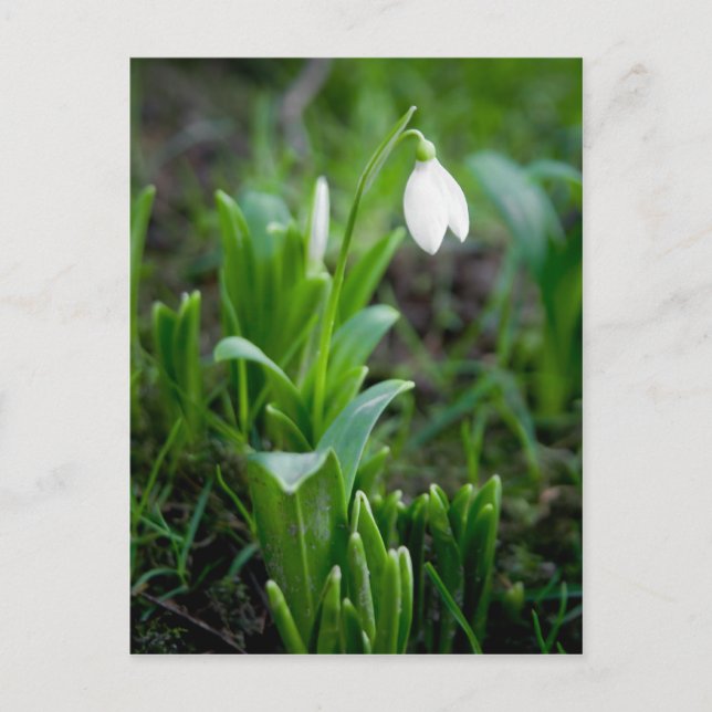 Snowdrop Postcard | Postkarte Schneegloeckchen (Front)