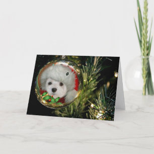 Snowdrop the Maltese at Christmas Holiday Card