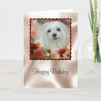 Snowdrop the Maltese Birthday Card