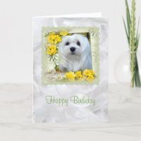 Snowdrop the Maltese Birthday Card
