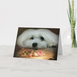 Snowdrop the Maltese Birthday Card