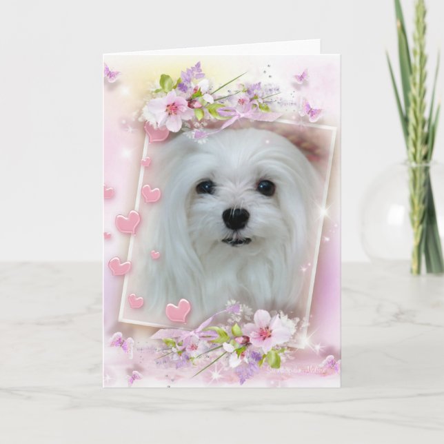 Snowdrop the Maltese Birthday/Greeting Card (Front)