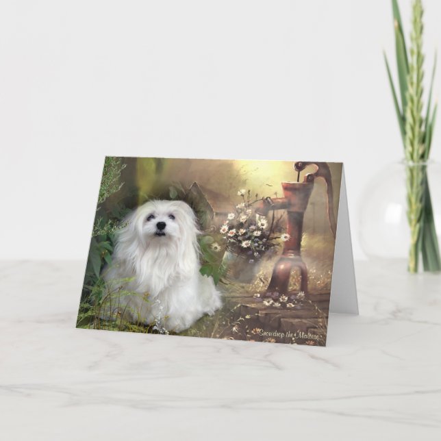 Snowdrop the Maltese Blank Greeting Card (Front)