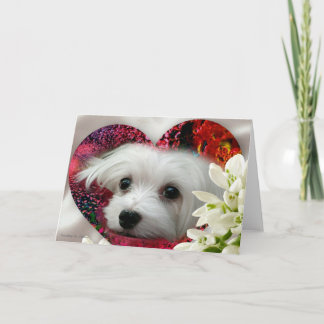Snowdrop the Maltese Blank Greeting Card