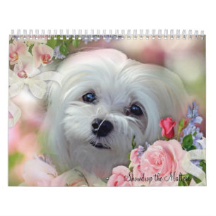 Snowdrop the Maltese Calendar