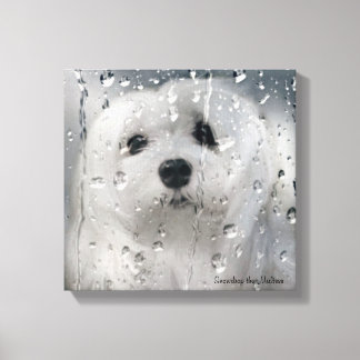Snowdrop the Maltese Canvas Print