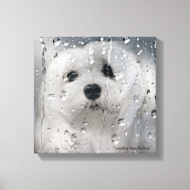 Snowdrop the Maltese Canvas Print (Front)