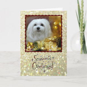 Snowdrop the Maltese Christmas Card
