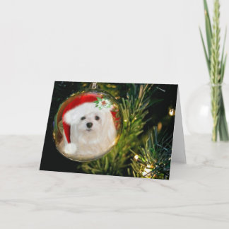 Snowdrop the Maltese Christmas Card