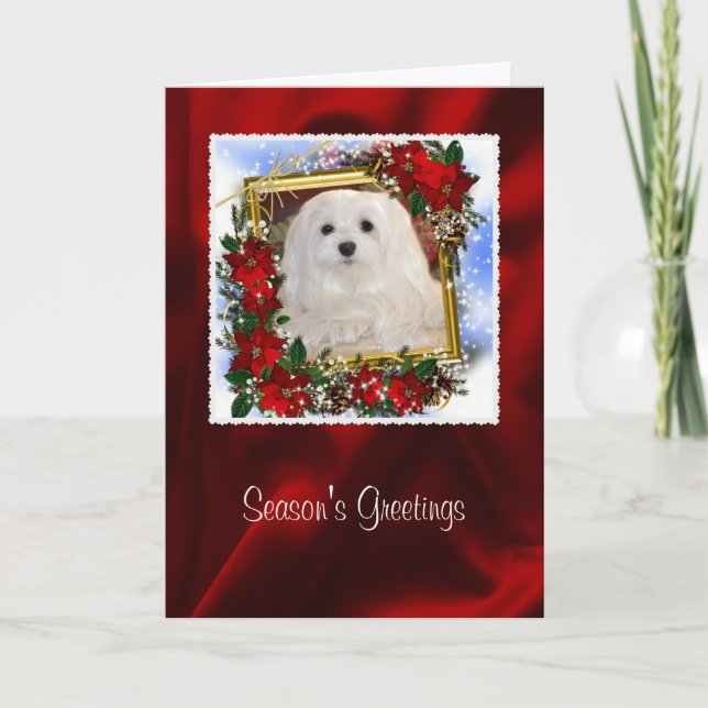 Snowdrop the Maltese Christmas Card (Front)