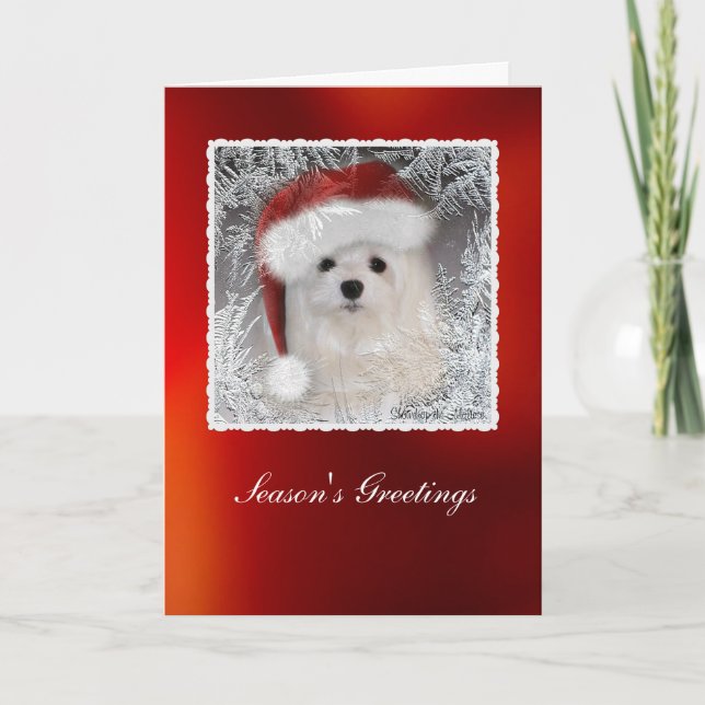 Snowdrop the Maltese Christmas Card (Front)