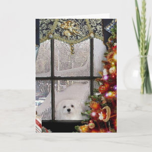 Snowdrop the Maltese Christmas Card