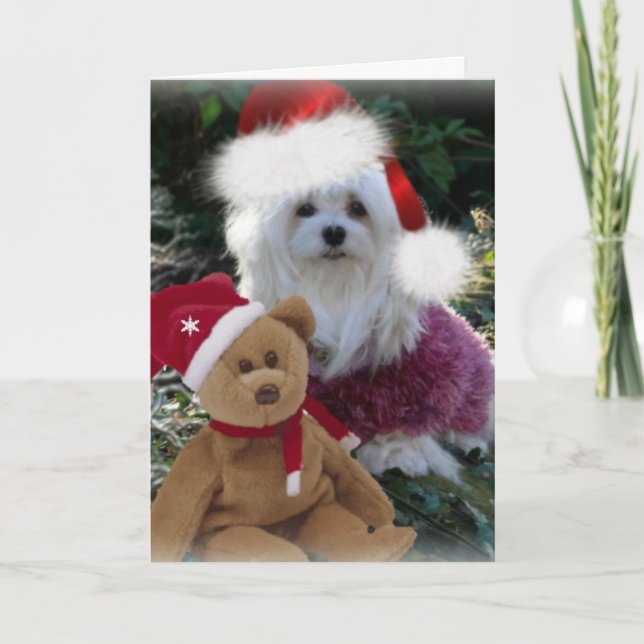 Snowdrop the Maltese Christmas Card (Front)