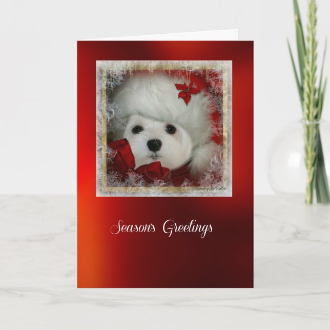 Snowdrop the Maltese Christmas Card (Front)