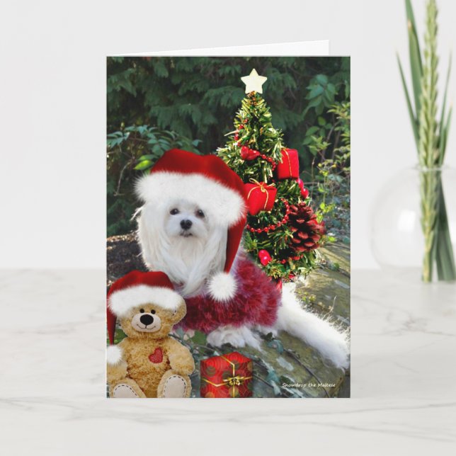 Snowdrop the Maltese Christmas Card (Front)