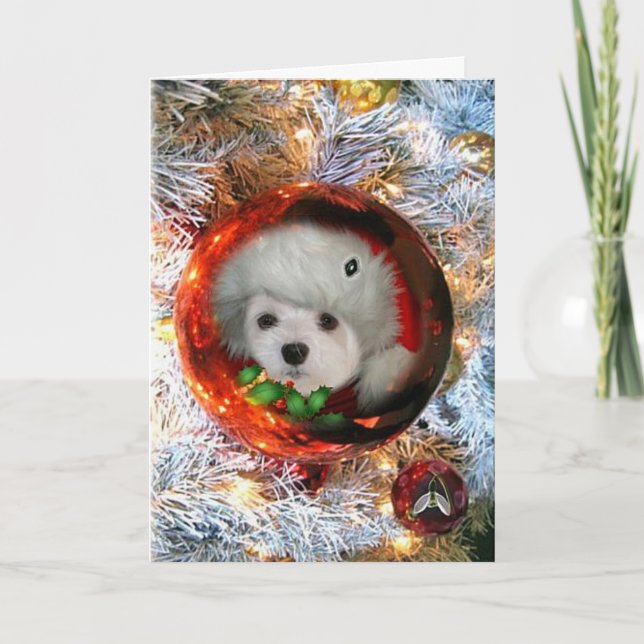 Snowdrop the Maltese Christmas Card (Front)
