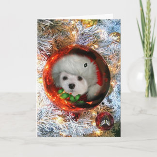 Snowdrop the Maltese Christmas Card