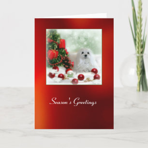 Snowdrop the Maltese Christmas Card
