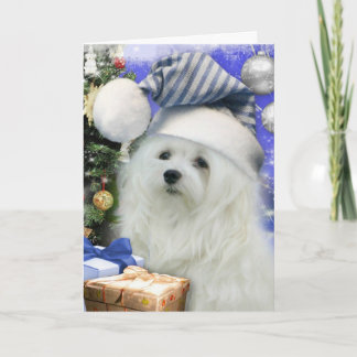 Snowdrop the Maltese Christmas Card