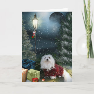 Snowdrop the Maltese Christmas Card