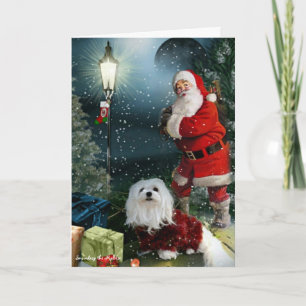 Snowdrop the Maltese Christmas Card
