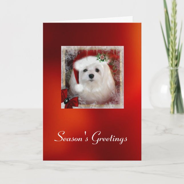 Snowdrop the Maltese Christmas Card (Front)
