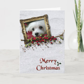 Snowdrop the Maltese Christmas Card