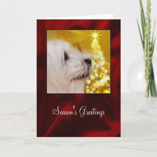 Snowdrop the Maltese Christmas Card (Front)