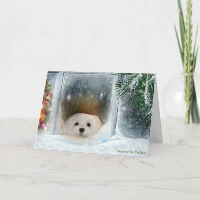 Snowdrop the Maltese Christmas Card (Front)