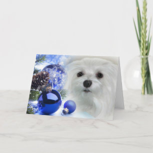 Snowdrop the Maltese Christmas Card
